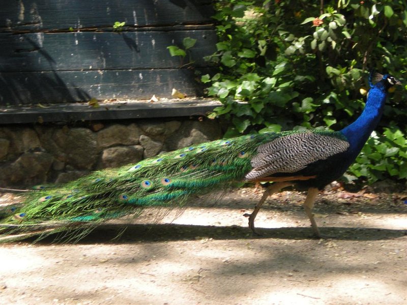 Original image